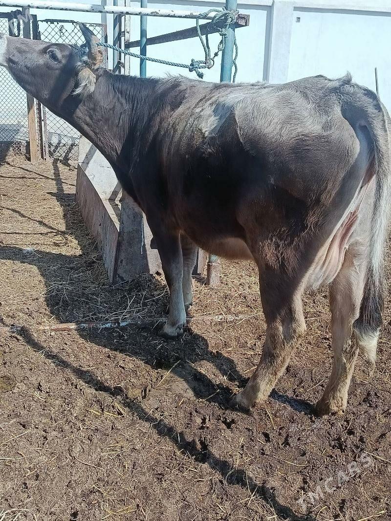 goleli sygyr - Туркменабат - img 1