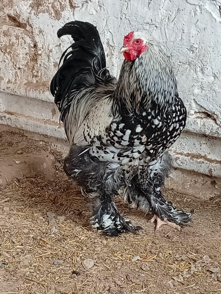 Horazlar - Gyzylarbat - img 1