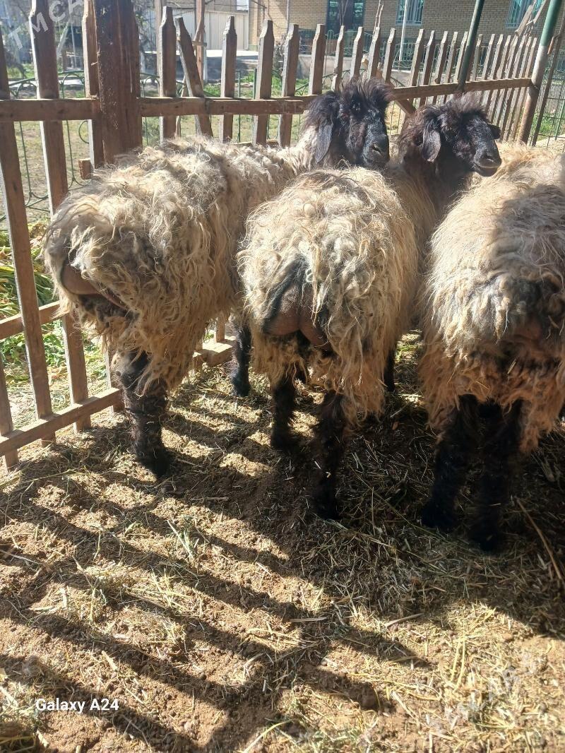 Goyunlar - Mary - img 1