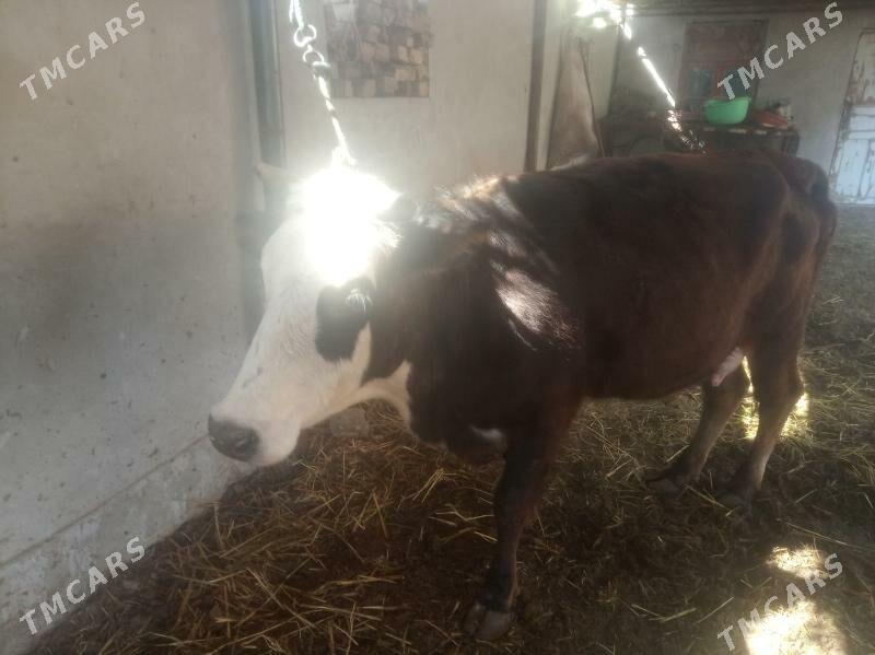 simental goleli - Farap - img 1