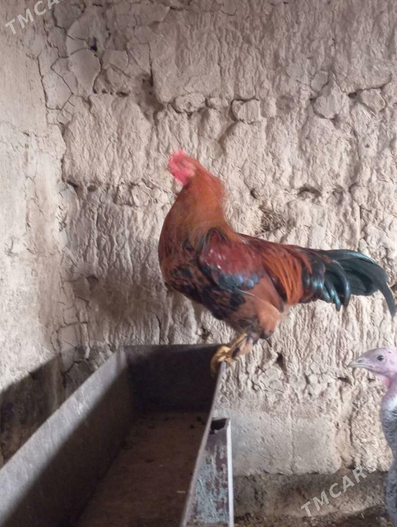 Horoz - Гуртли - img 1