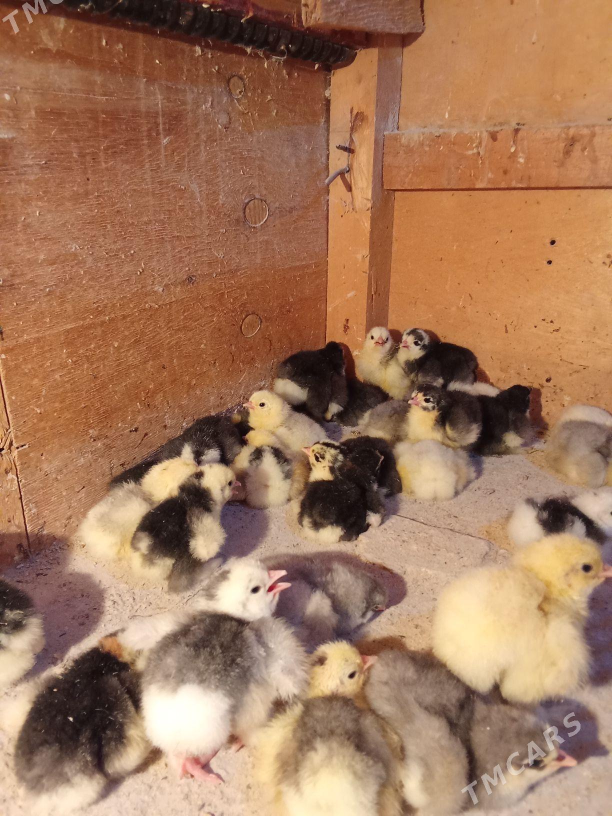 брама жуже - Багир - img 1