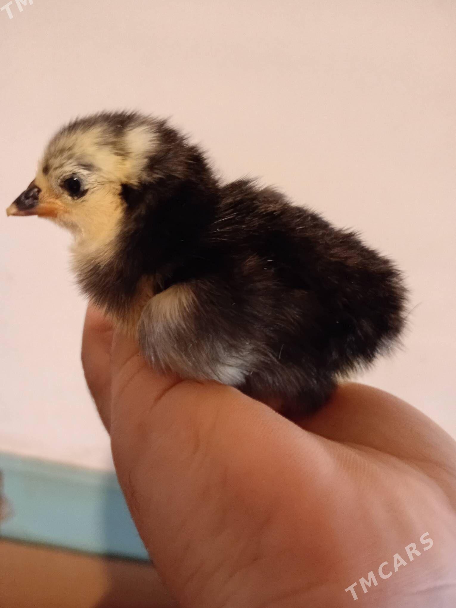 gigant juje - Сакар - img 1