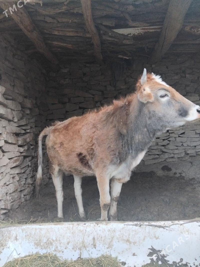 Tuwe - Bäherden - img 1