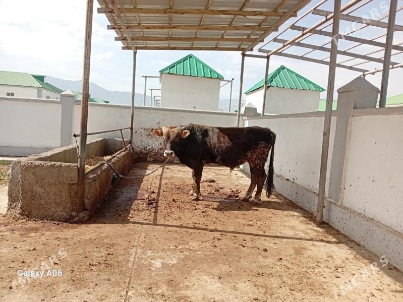 Öküz - Gökdepe - img 1