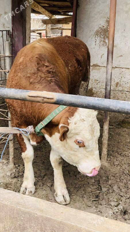 afistraliski - Саят - img 1