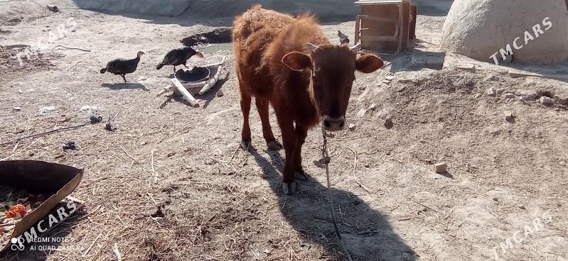 Öküzce mal - Köneürgenç - img 1