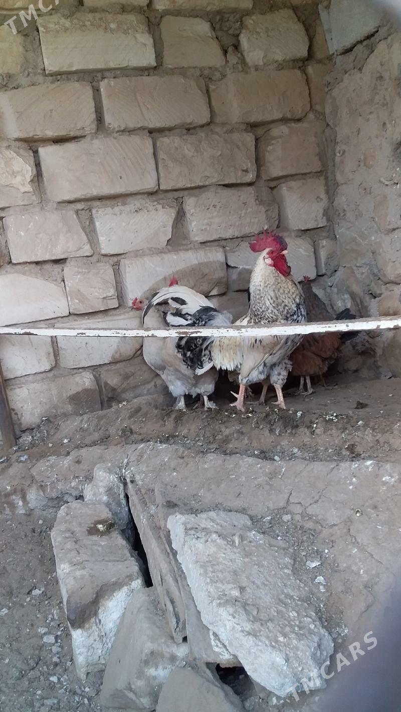 Horaz - Jebel - img 1