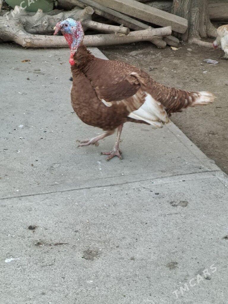 induk owgan - Garadamak - img 1