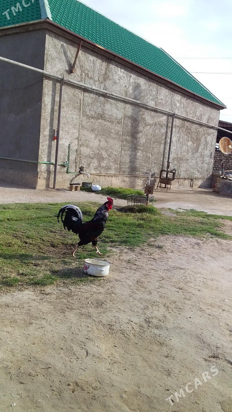 Horaz - Jebel - img 1