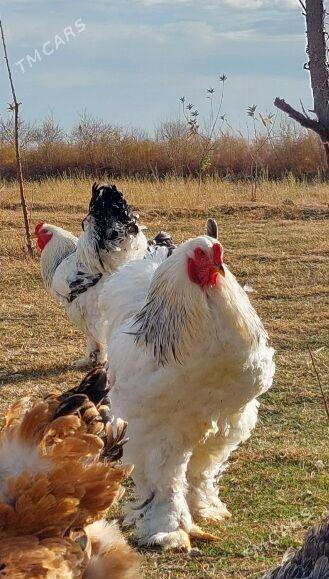 Brama yumurtga - Baýramaly - img 1