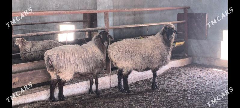 bakylan goýunlar - Wekilbazar - img 1