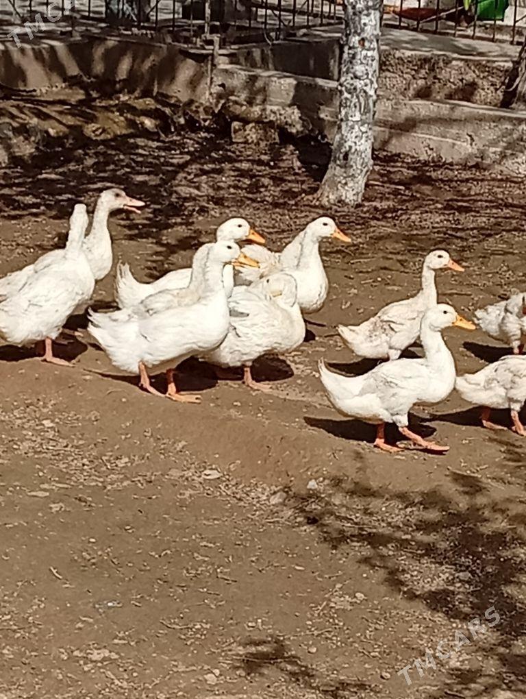 Gak gaklar - Gyzylarbat - img 1