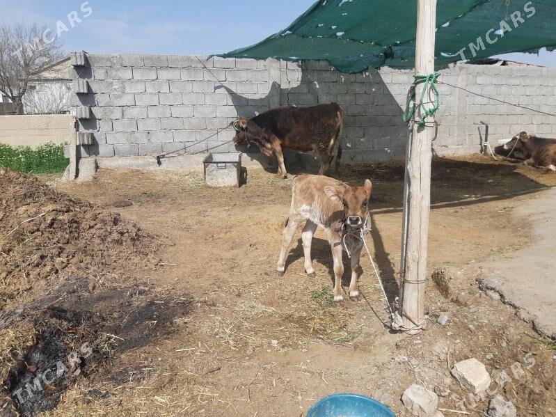 Göleli sygyr - Gökdepe - img 1