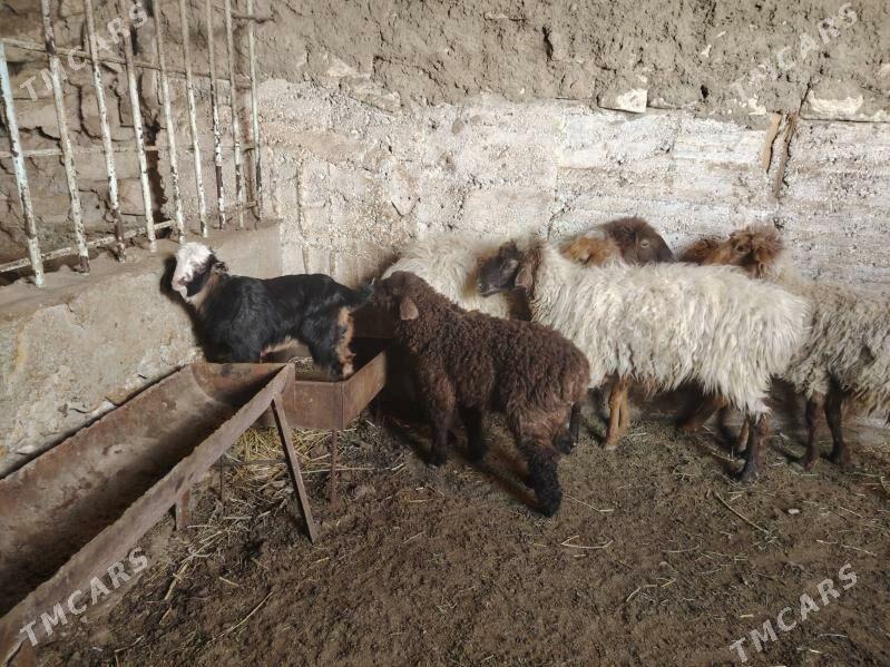 Bere owlak - Balkanabat - img 1