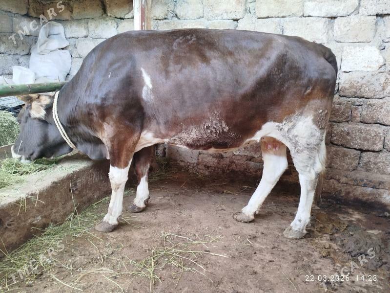 BAKYLAN SYGYR - Чоганлы - img 1