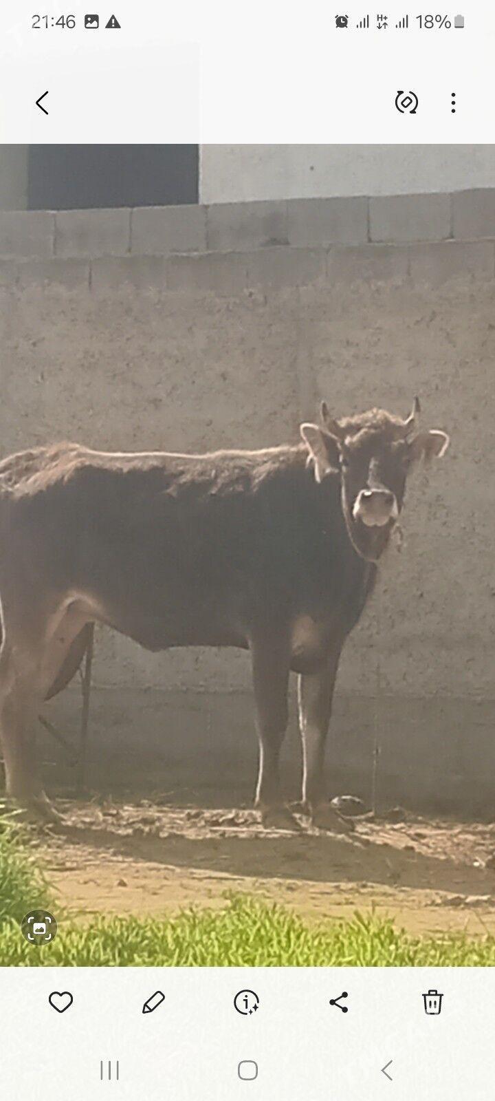 öküz tüwe - Änew - img 1