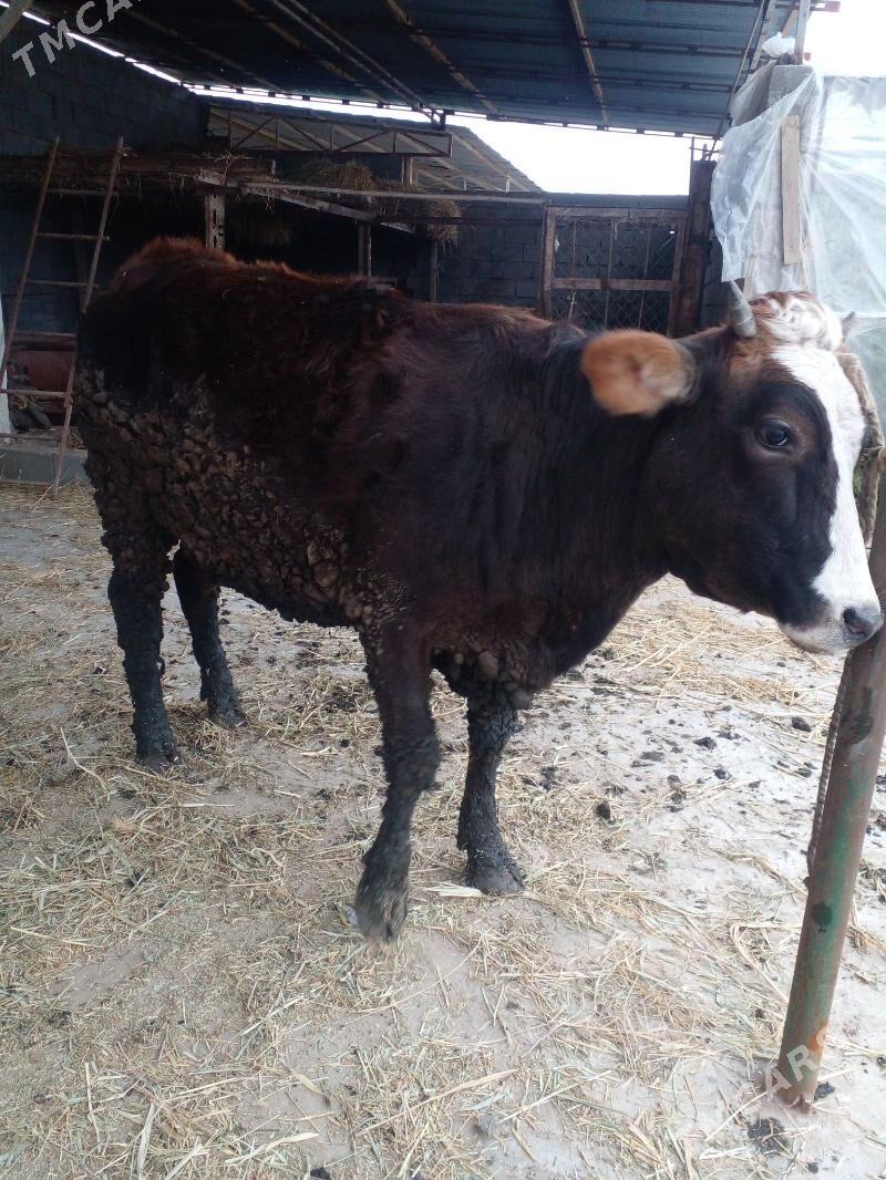 tuwe 2 - Gökdepe - img 1