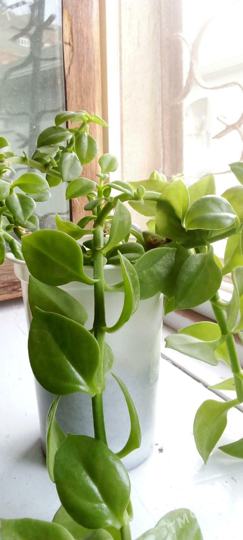 gül/растения - Туркменбаши - img 1