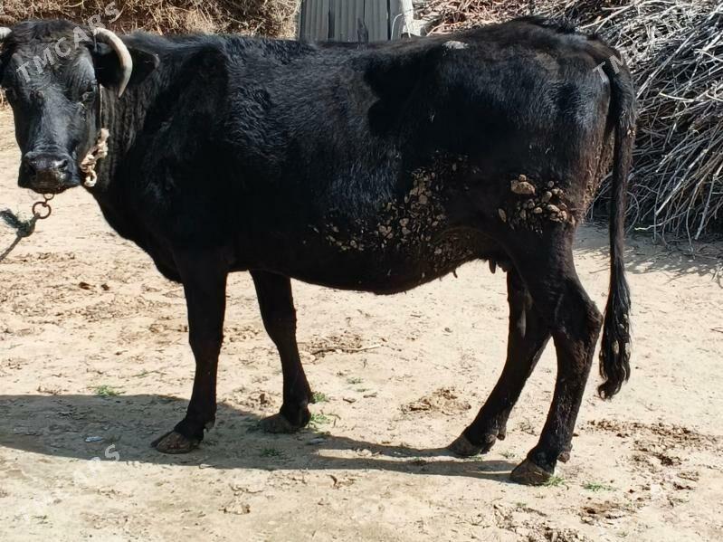 sygyr - Änew - img 1