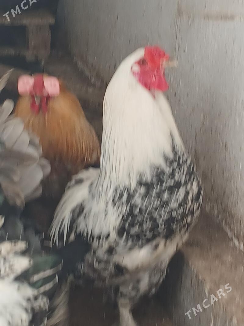 Brama Ýumurtga - Änew - img 1