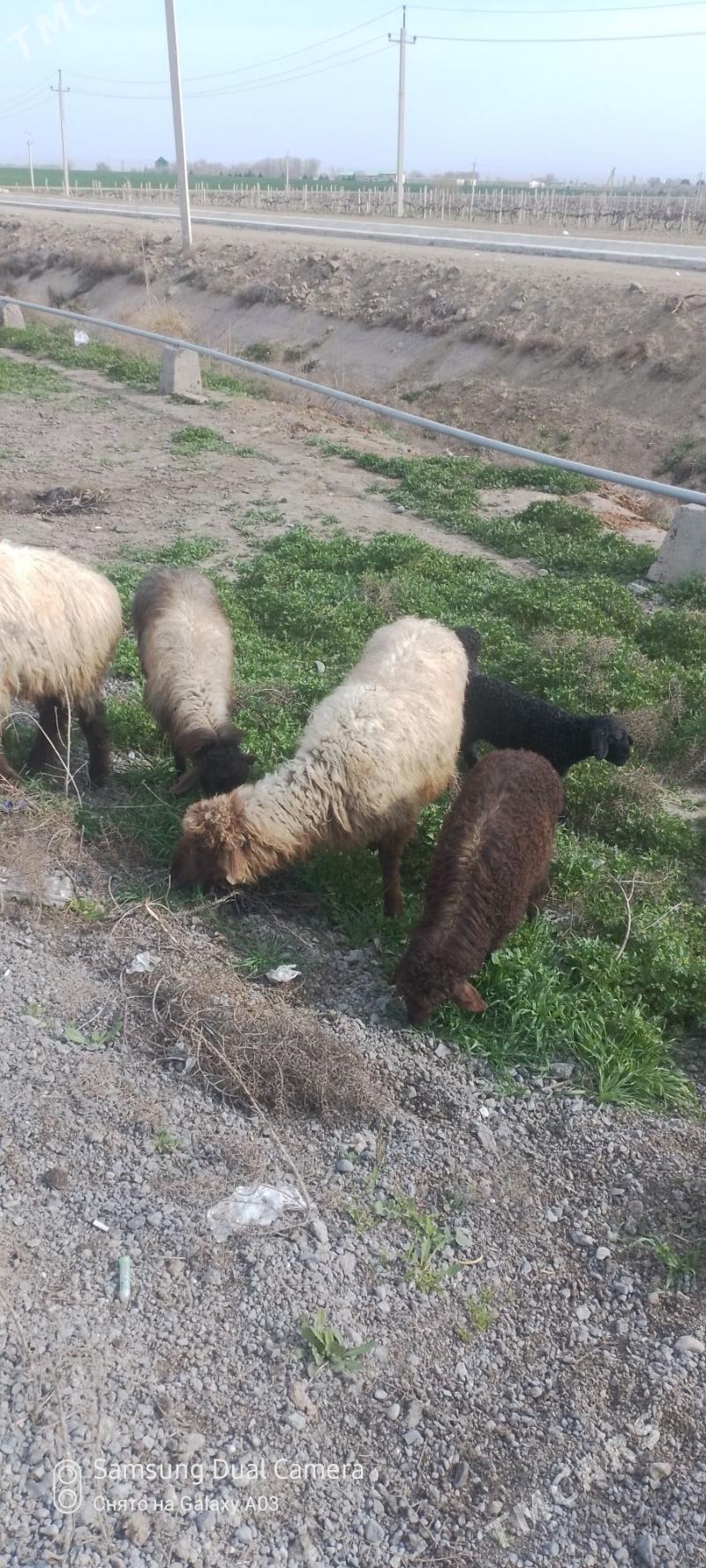 guzyly goyun - Гёкдепе - img 1