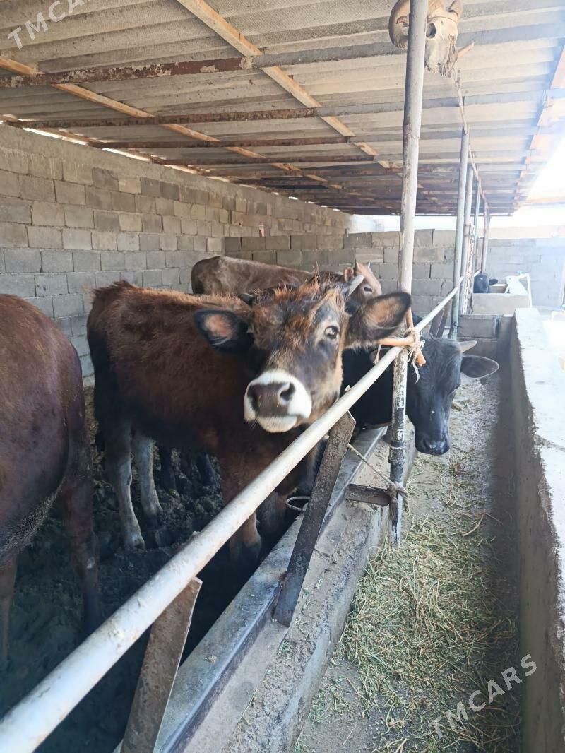 okuz ler - Büzmeýin - img 1