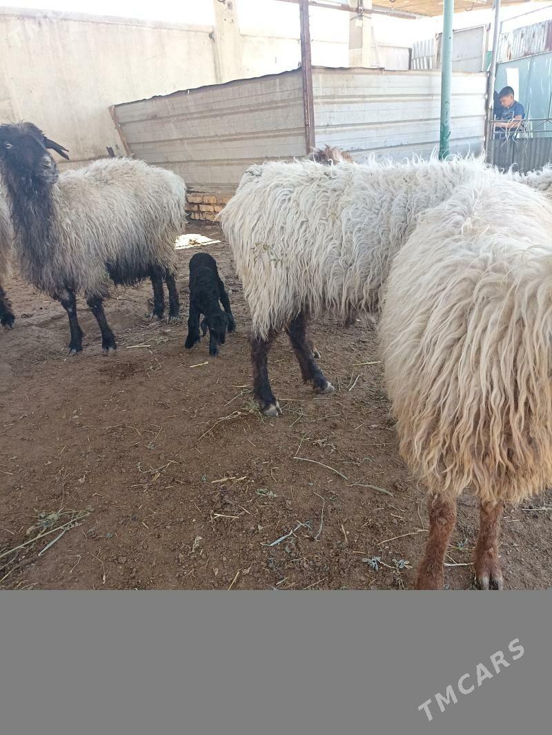 guzuly goyun - Garadamak Şor - img 1