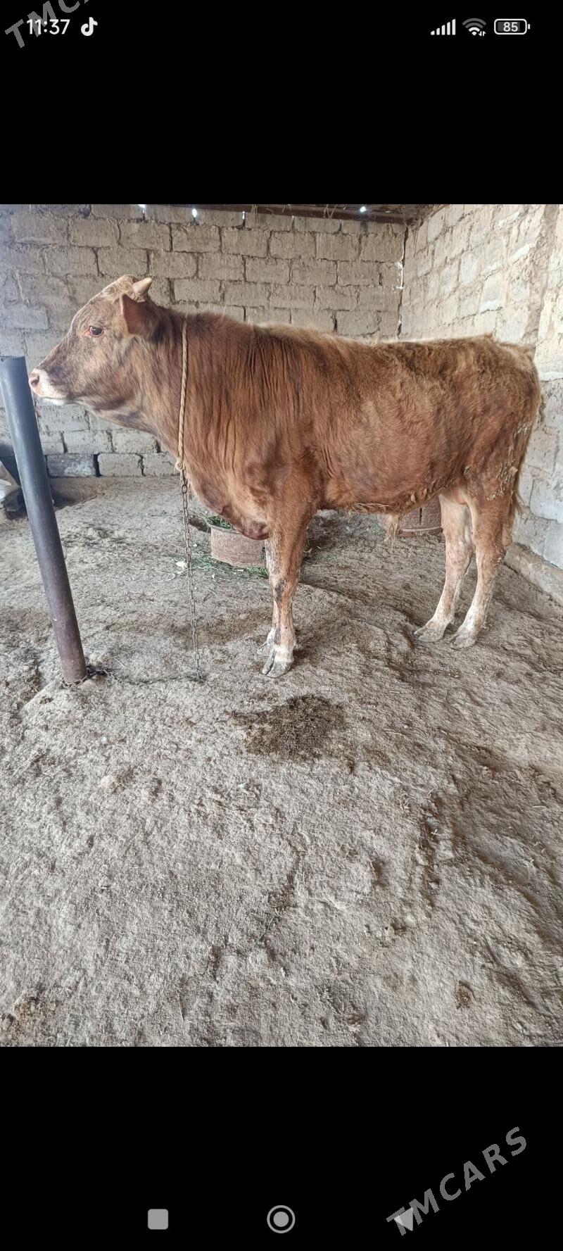 ökiz - Ak bugdaý etraby - img 1