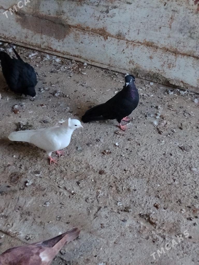 kepderi - Векильбазар - img 1