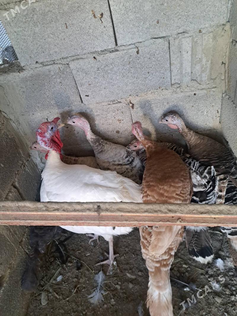 Induk - Bäherden - img 1