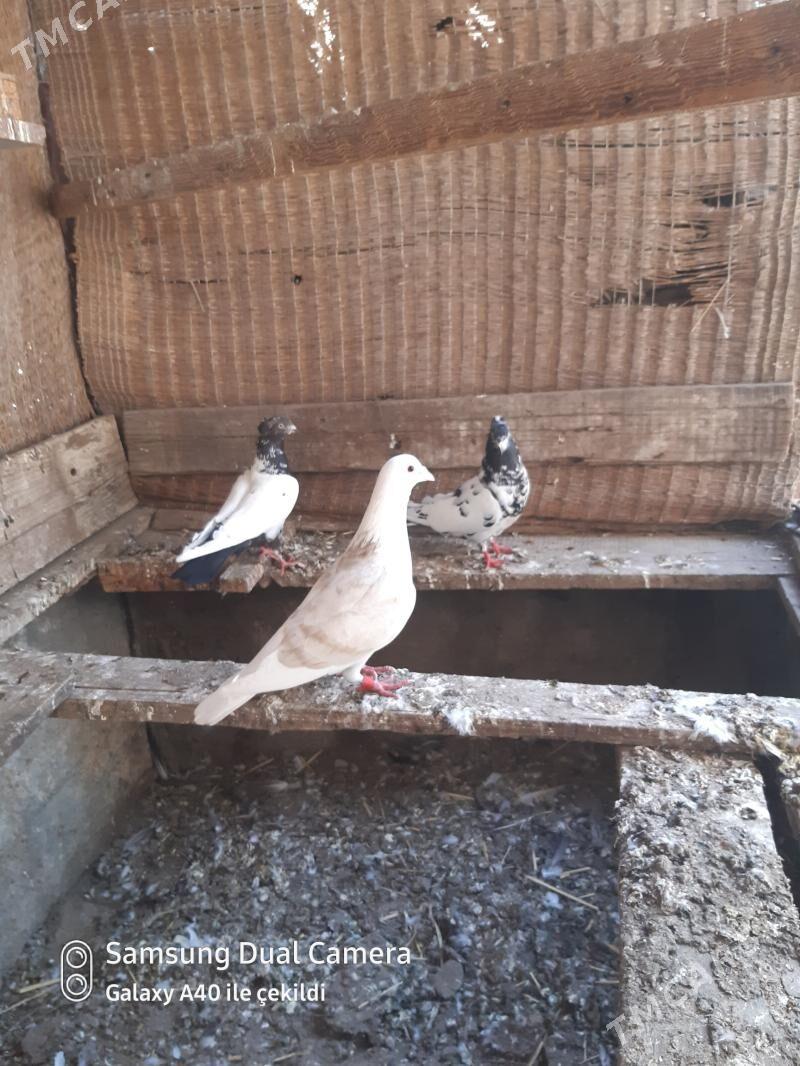 kepderler - Гёкдепе - img 1