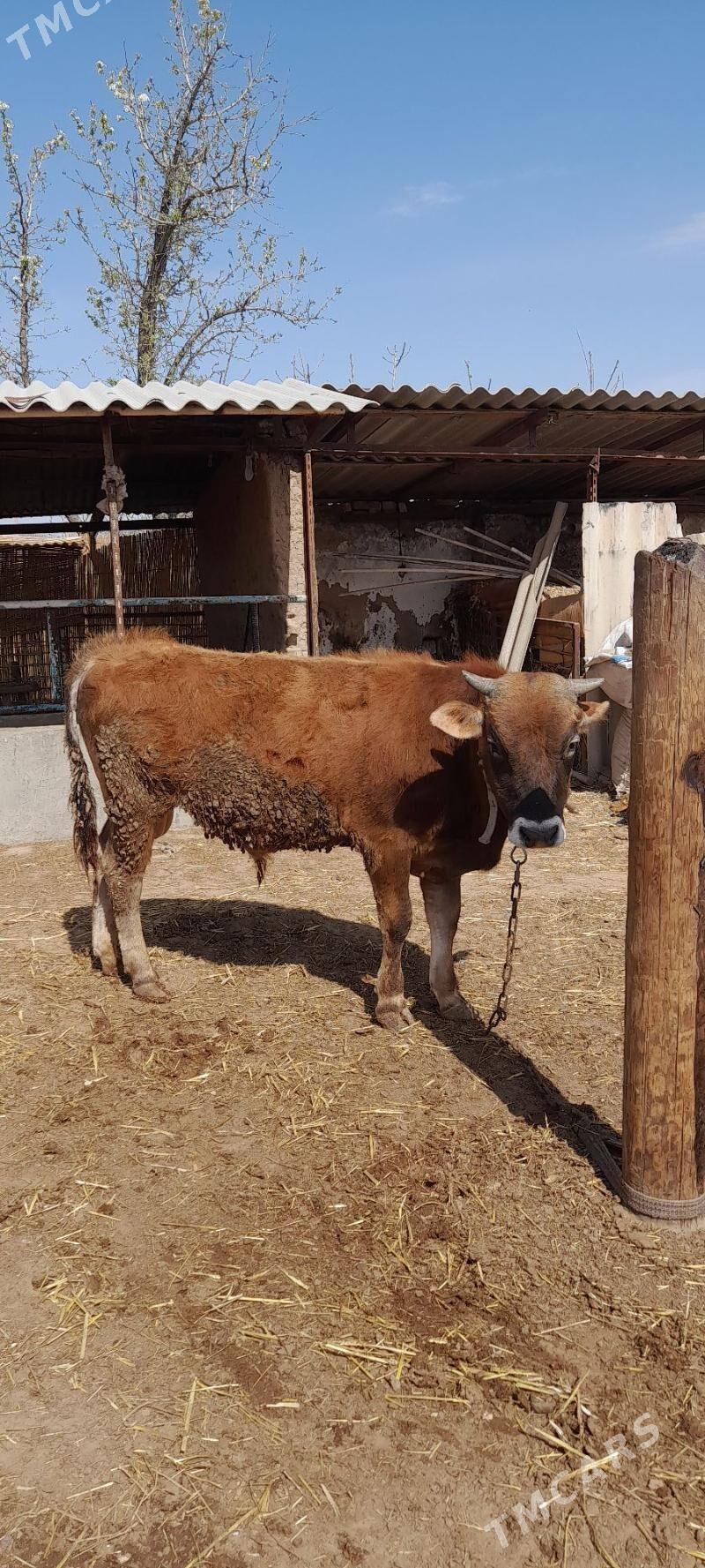 Öküz - Babadaýhan - img 1