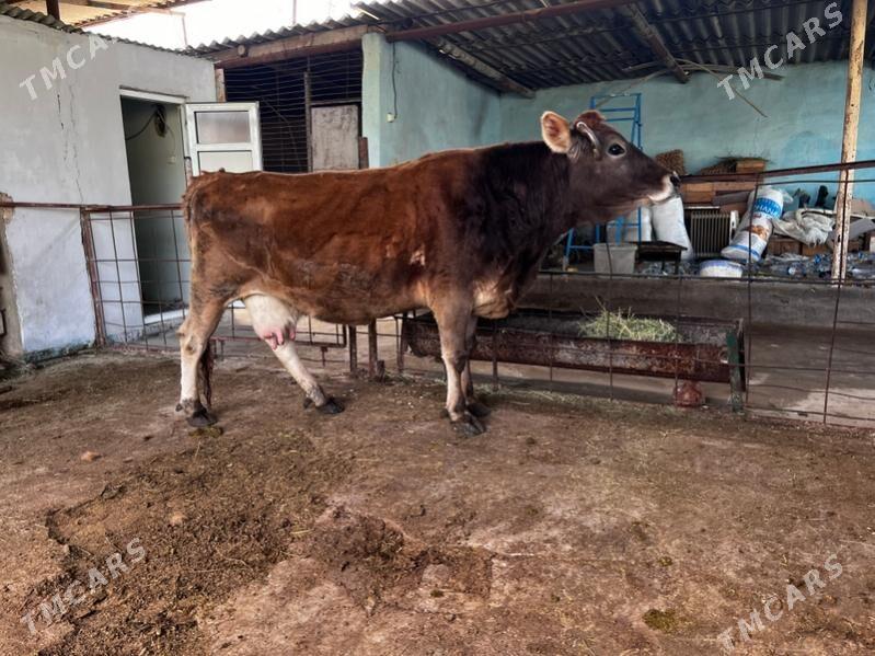 Bakylan sygyr - Aşgabat - img 1