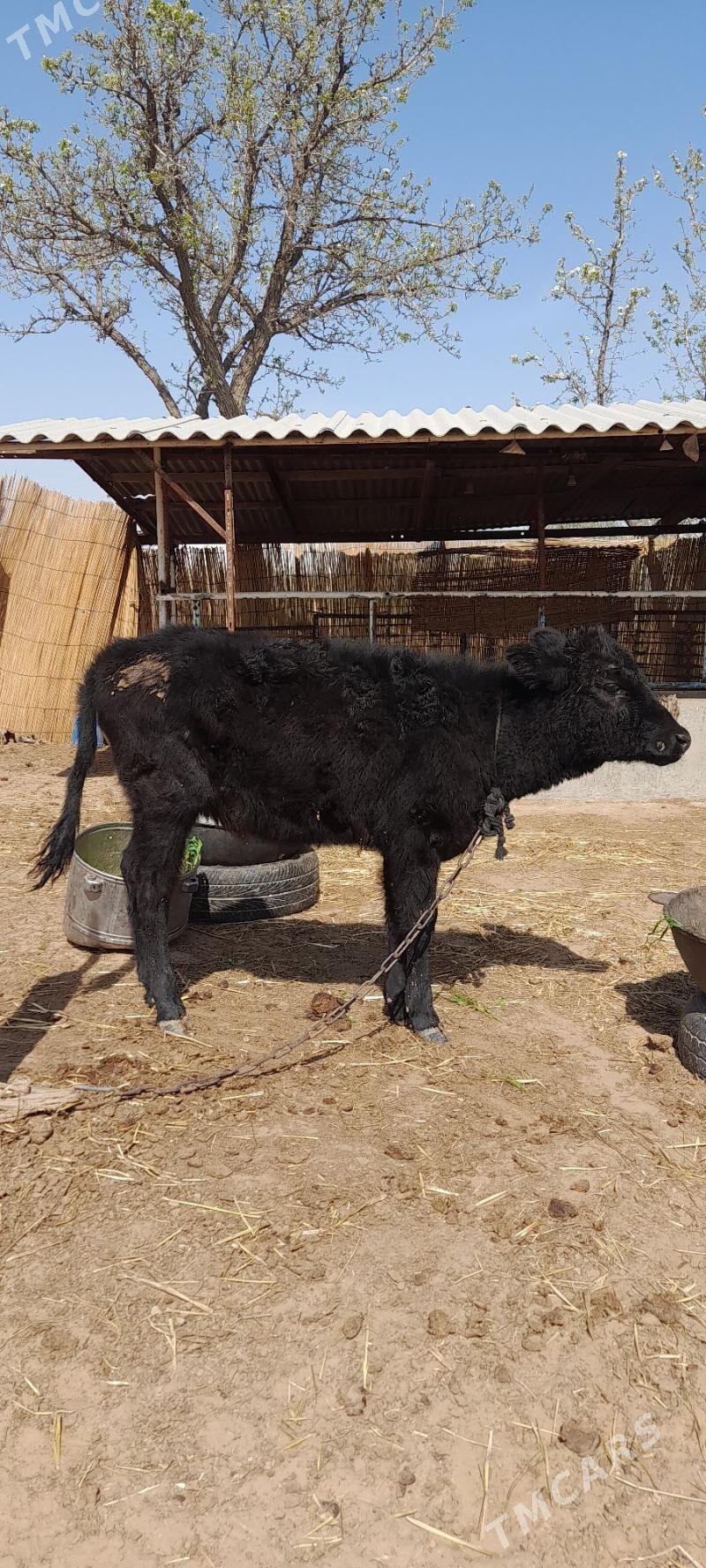 Tüwe - Babadaýhan - img 1