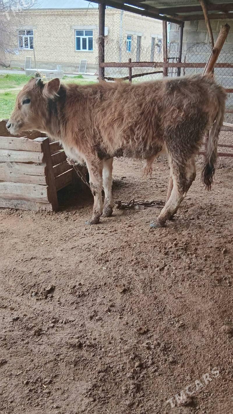 öküz - Бахарден - img 1