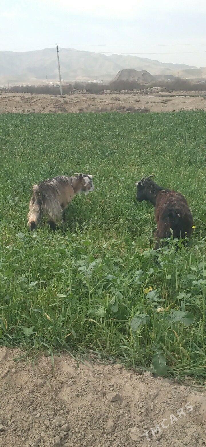 cebis - Gökdepe - img 1