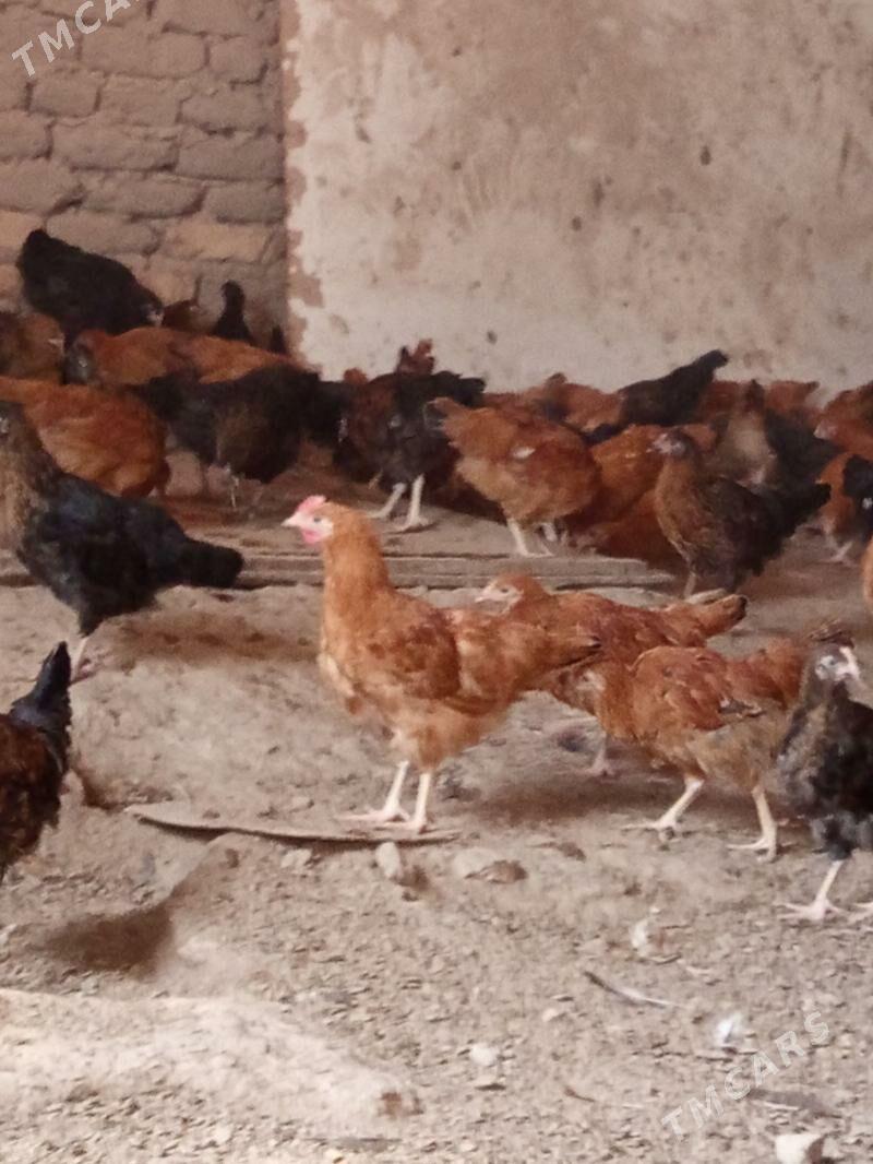 juyje - Дашогуз - img 1