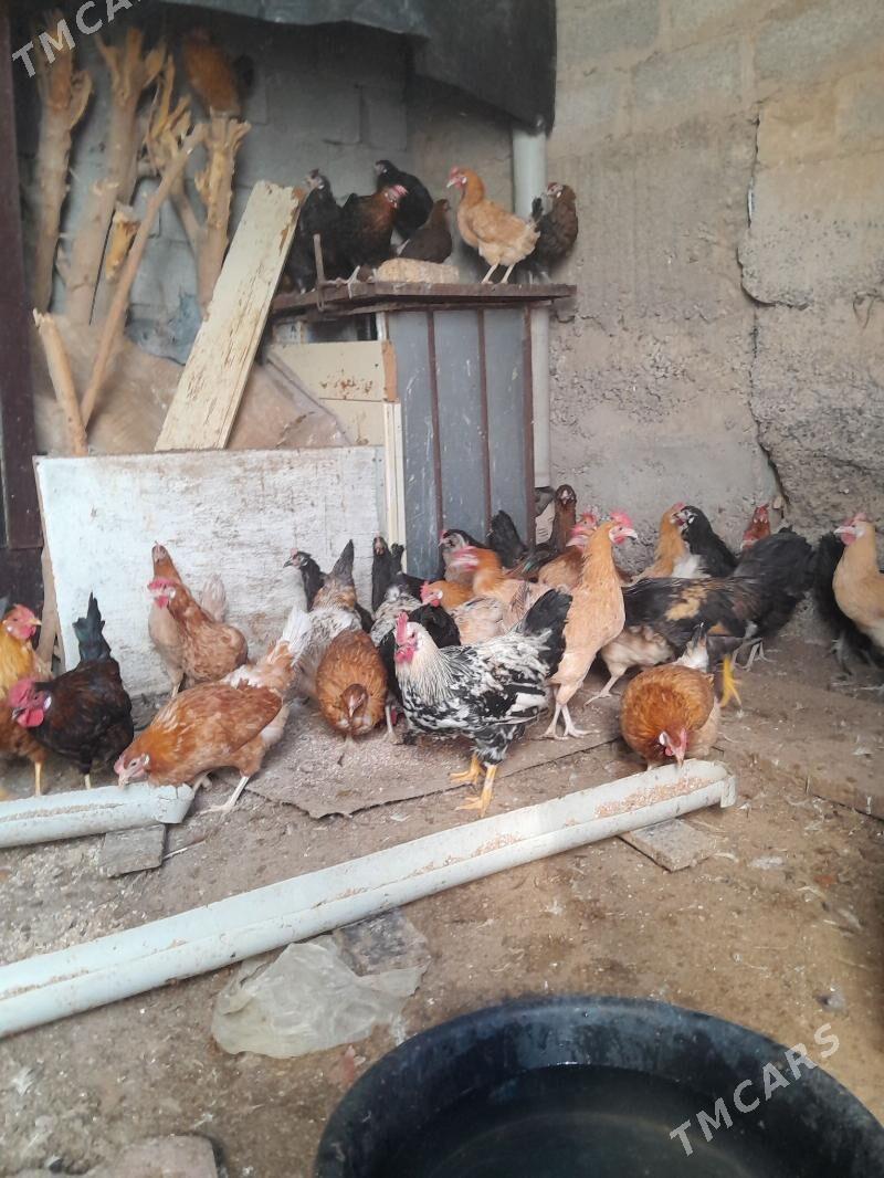 Towuk - Çoganly - img 1