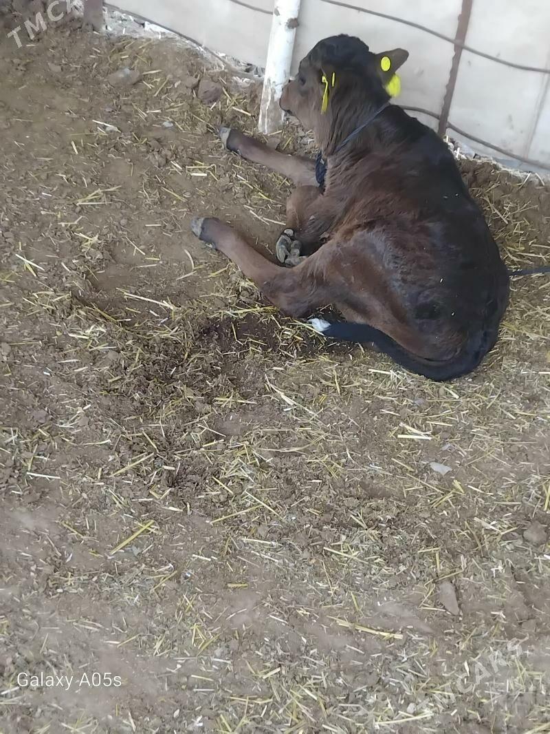 голели сыгыр - Мары - img 1