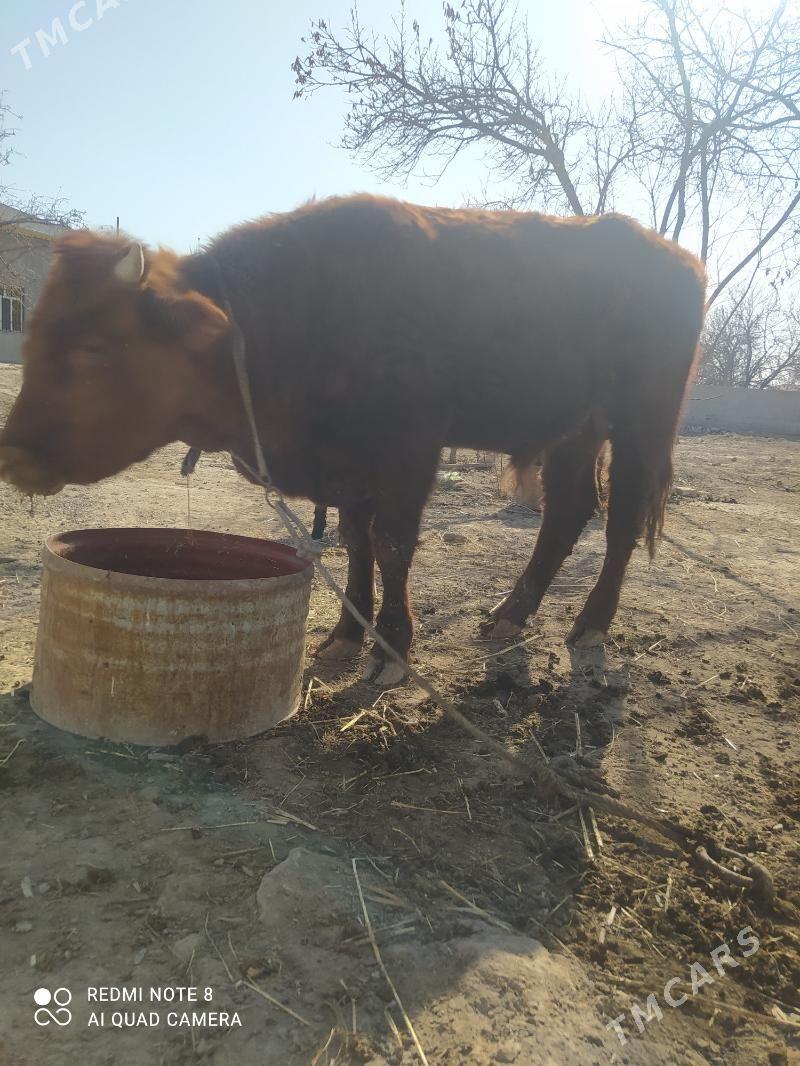 Okutje gacar - Şabat etr. - img 1