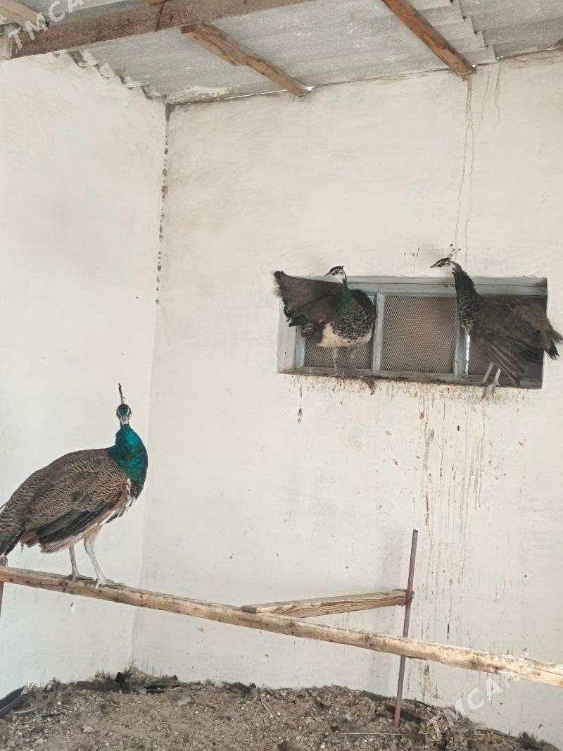 tawus gus - Гумдаг - img 1