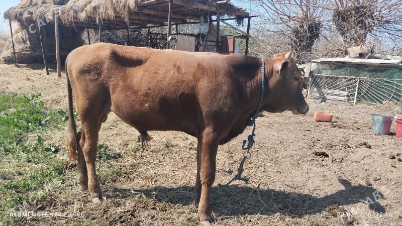 окуз баклык - Туркменабат - img 1