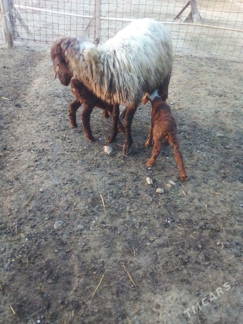 Ekiz Guzuly goyun - Гызыларбат - img 1