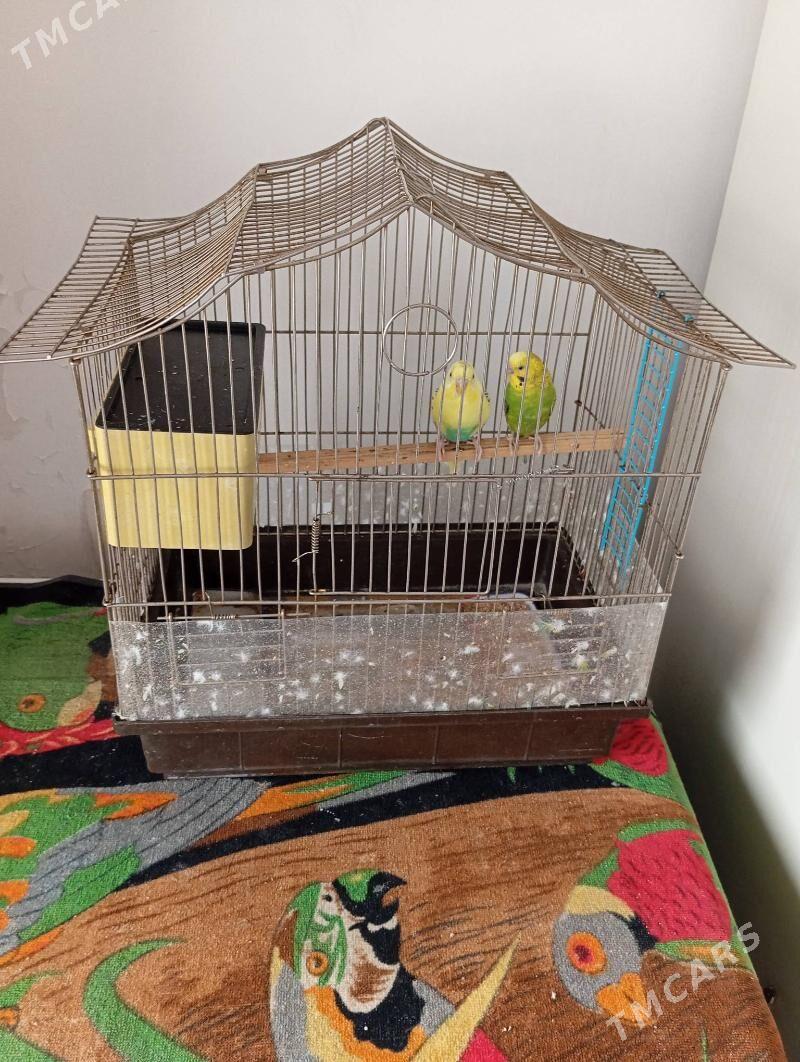 papugay - Мир 7 - img 1