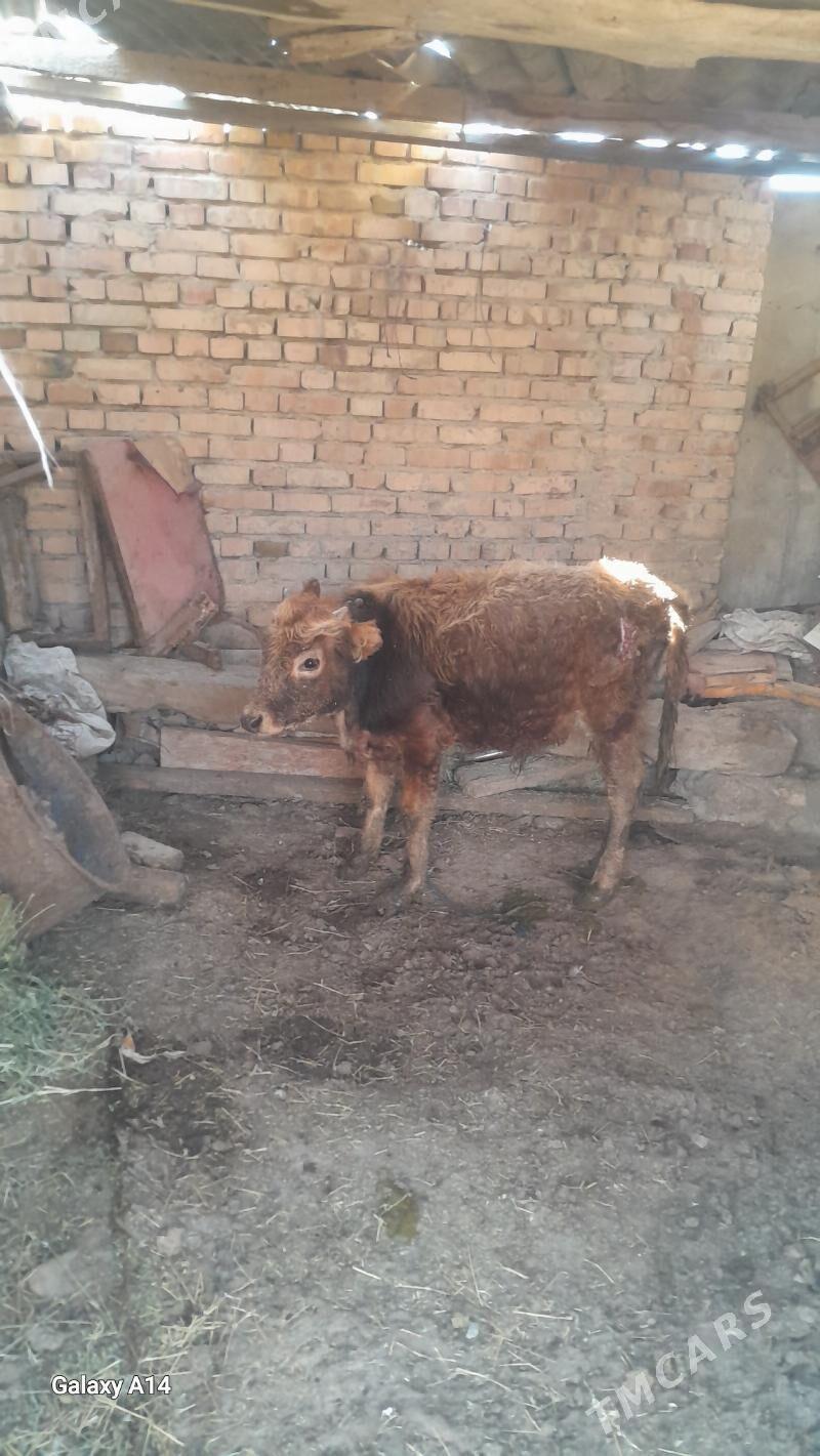 okuz okuzce gole - Бахарден - img 1