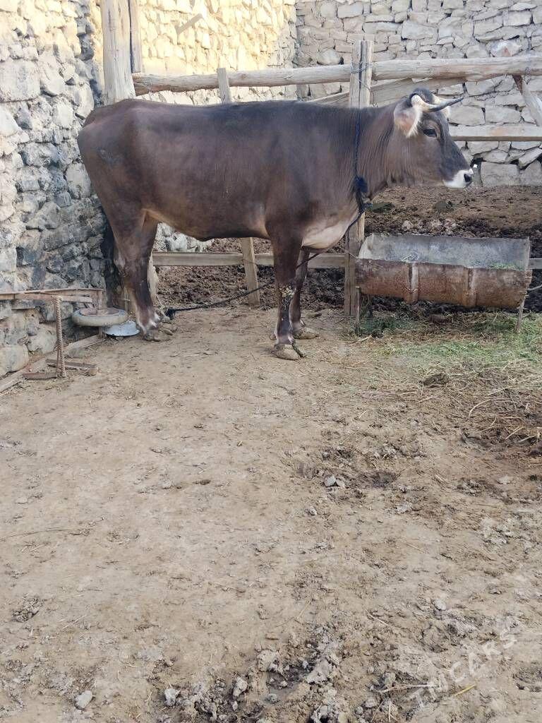 BAKYLAN BIR GUZLAN TUWE - Бахарден - img 1