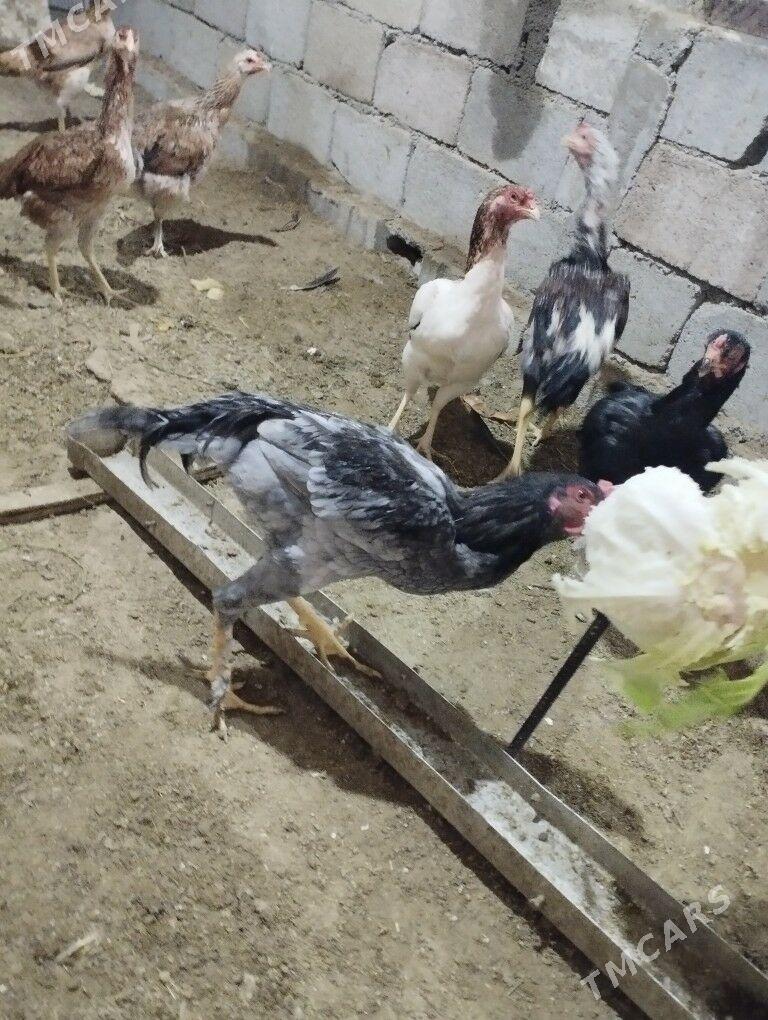 Taskent - Ак-Бугдайский этрап - img 1