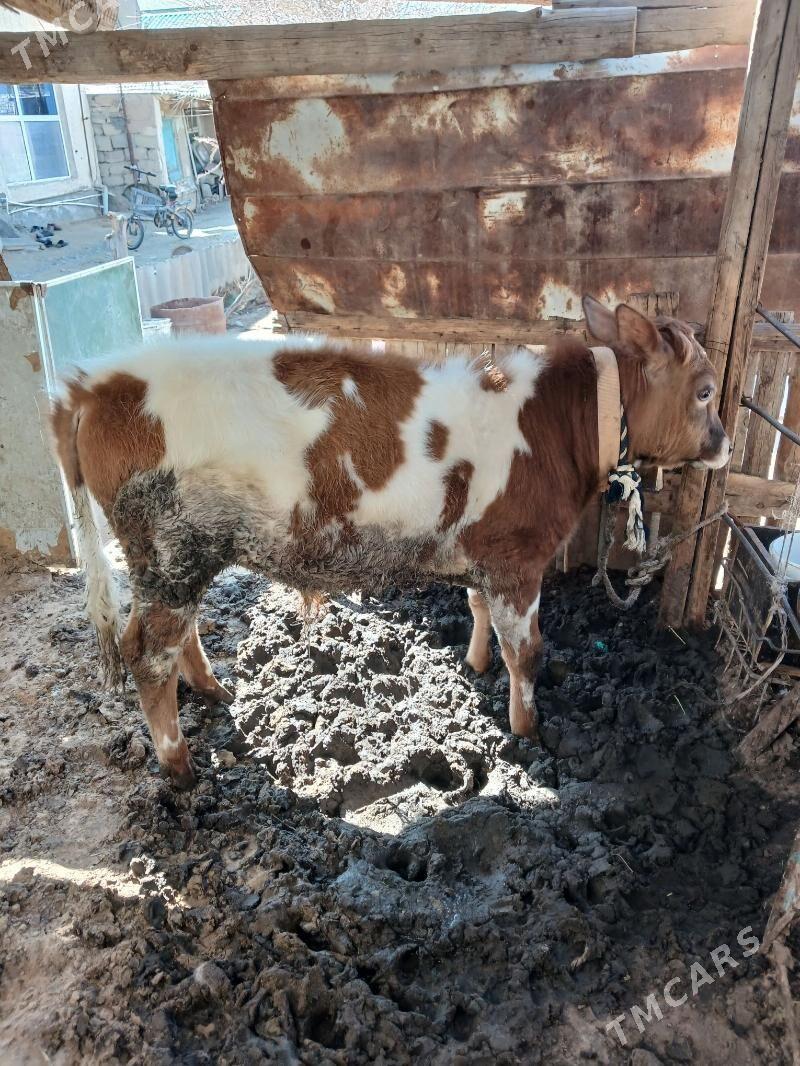 Simental Gibrit Okuzce - Чоганлы - img 1