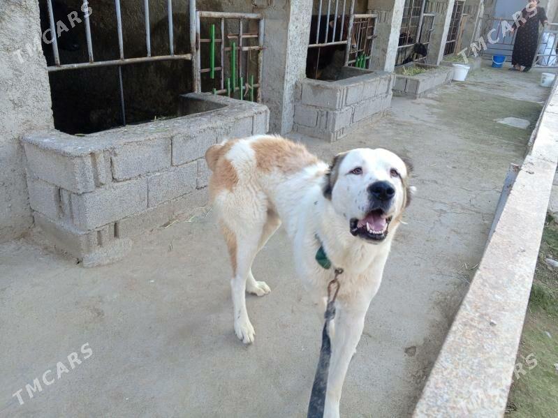 Turkmen it - Gökje - img 1